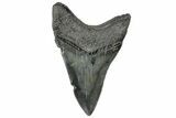 Serrated, Fossil Megalodon Tooth - South Carolina #306282-1